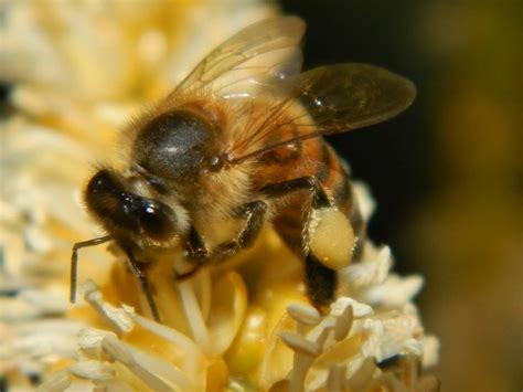 Abeja Mel Fera Europea Naturaleza En El Refugio Del Agua Mall N De