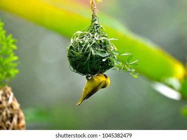 Weaver Bird Weaver Finches Building Nest Stock Photo 1045382479 ...