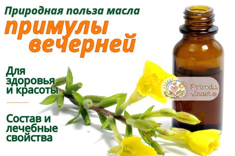 Масло примулы вечерней: польза и рецепты