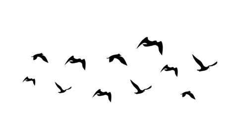 Flying Birds Vector Flying Birds Birds Birds Vector PNG And Vector