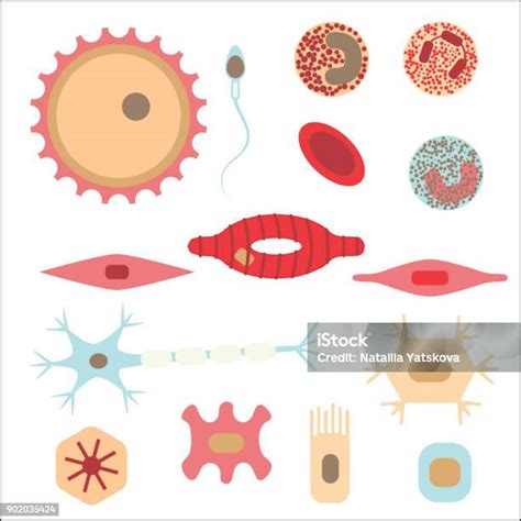 Types Différents De Cellules Humaines Vecteurs Libres De Droits Et Plus