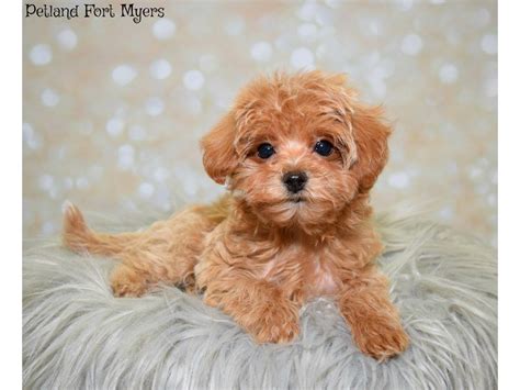 Maltipoo Female