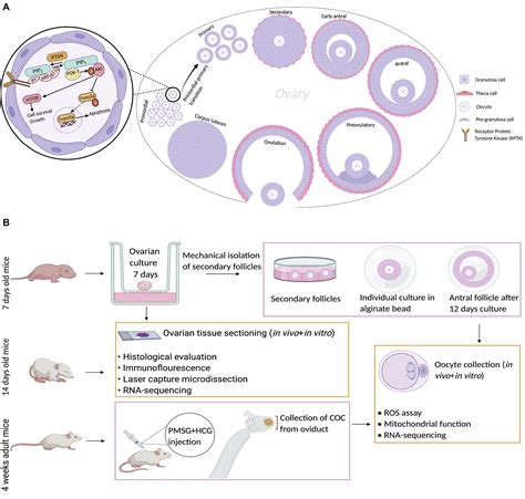 Primordial Follicle Model