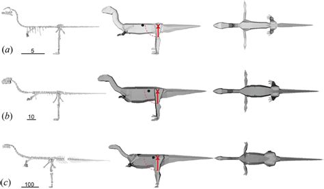 Mussaurus skeletons and spline-based models corresponding to: (a)... | Download Scientific Diagram