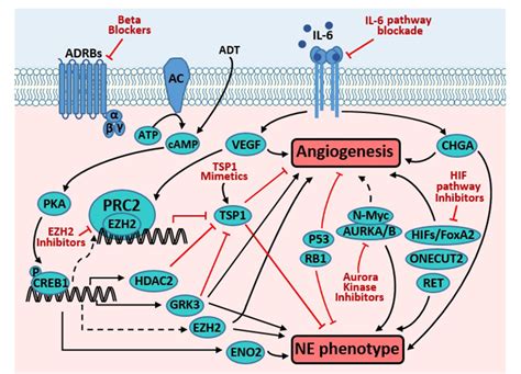 Figure 1 From Molecular Links Between Angiogenesis And Neuroendocrine