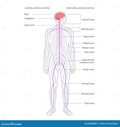 Central Nervous System Stock Vector Illustration Of Neurology 228593080