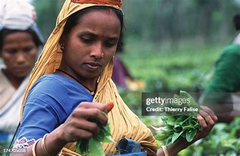 Assam Tea Photos And Premium High Res Pictures Getty Images