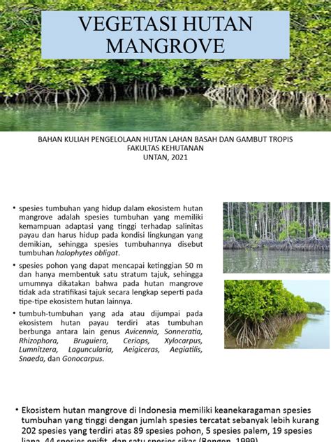 kuliah  vegetasi hutan mangrove