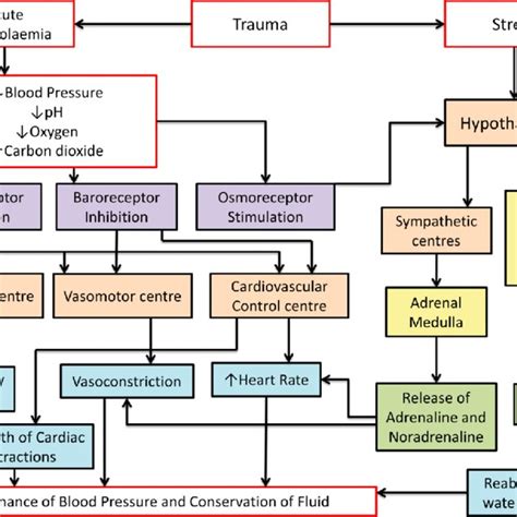 Stages Of Hypovolaemic Shock Download Table