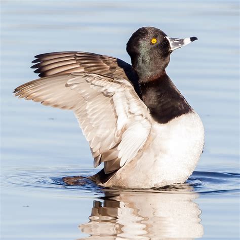 Ring-necked Duck – California Ricelands Waterbird Foundation