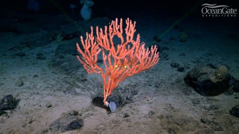 Year Titanic Mystery Solved As Cause Of Sonar Blip Near Wreck