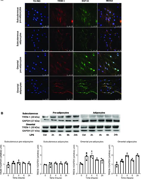 Triggering Receptor Expressed On Myeloid Cells 1 Trem 1 Is Expressed