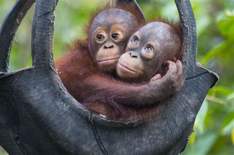 Video Budi The Orangutan S Incredible Recovery Nature News