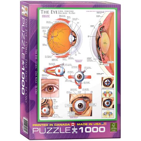 Buy Eurographics Human Body The Eye Puzzle Piece Online At Low