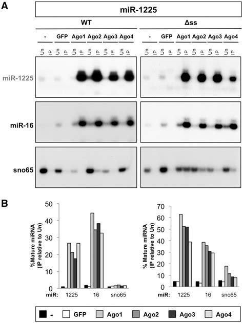 Simtrons Associate With Argonaute Proteins A Mir 1225 Derived From