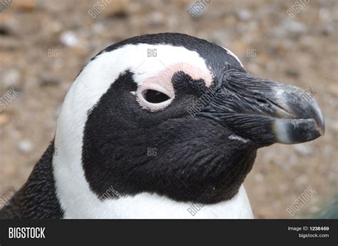 Penguin Face Image & Photo (Free Trial) | Bigstock