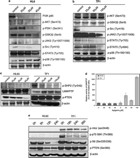 Analysis Of Cell Proliferation Pathways Effect Of Apigenin Treatment