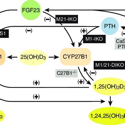 Vitamin D metabolism in the kidney. Schematic diagram depicting the ...