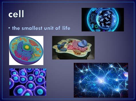 Iscience 7 Chapter 1 Lesson 1 Characteristics Of Life Ppt Download