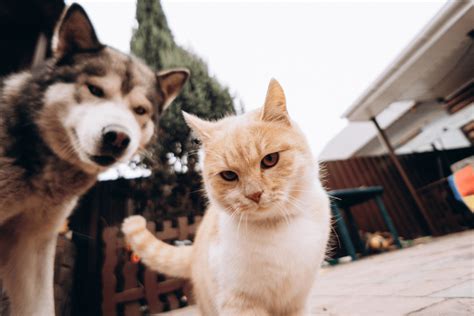 Pet Puns 40 Purrfectly Pawesome Jokes For Cat And Dog Lovers