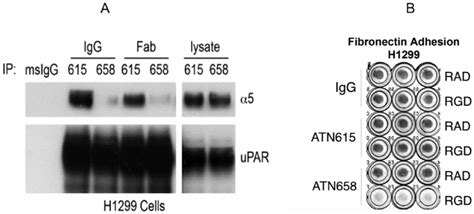 Atn Inhibits A B Mediated Binding To Upar And Adhesion To