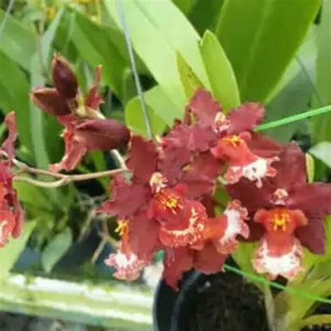 Jual Anggrek Oncidium Guann Shin Jaguar Shopee Indonesia