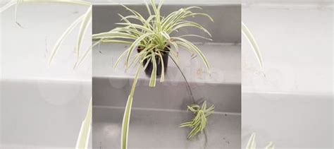 Комнатные цветы купить в Томске | Товары для дома и дачи | Авито