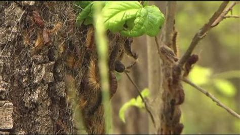 Tree Insect And Disease Control Keyport Tree Treatments 07735 Frontier Tree