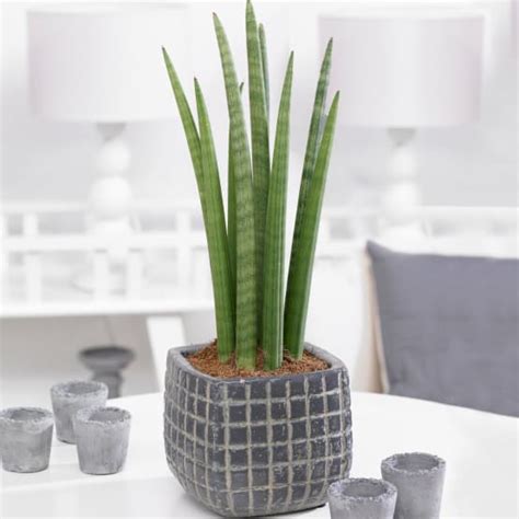 1 X Sansevieria Cylindrica Spaghetti Plante D Intérieur Cadeau De 30 À