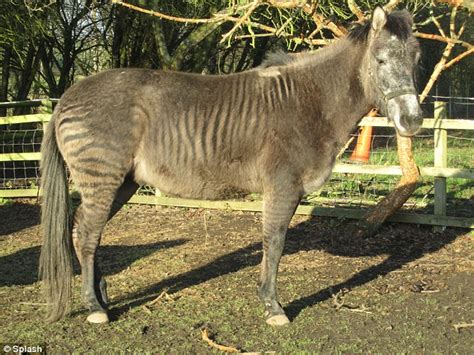 The Strangest Zoo In Britain See A Zedonk A Zorse And A Zonkey As