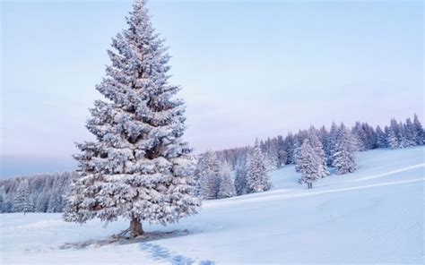 nature, Landscapes, Hills, Trees, Winter, Snow, Seasons, White, Cold ...