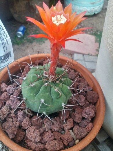 Matucana Polzii Cactus Flower Cactus And Succulents Cacti And