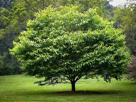 Flowering Trees | Best Flowering Trees to Buy | The Tree Center