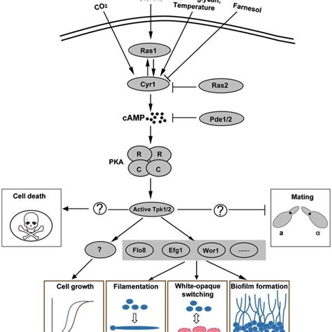 Environmental Regulation Of Cell Growth Morphological Transitions And