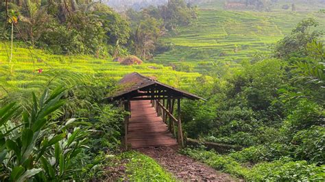 Keindahan Alam Desa Di Pagi Hari Bikin Damai Suasana Pedesaan Jawa