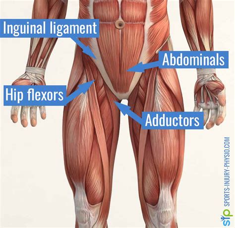 The 5 Steps To Treating Groin Injuries Sports Injury Physio