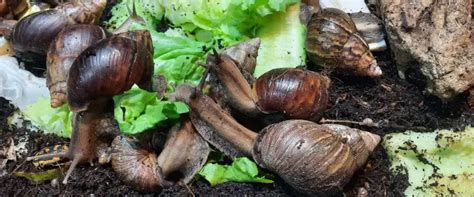 Giant African Land Snails A Practical Care Guide Keeping Bugs