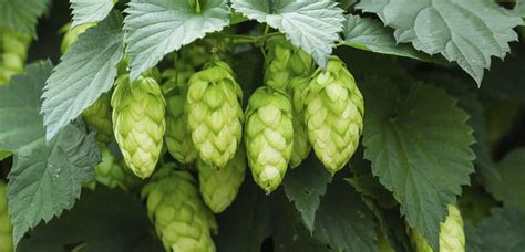 Hops Varieties - Buck Creek Hops - Iowa Hops Grower & Distributor