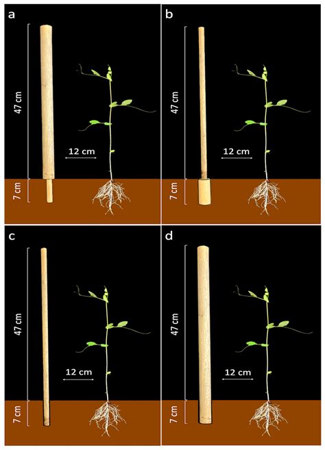 Thigmotropism Diagram