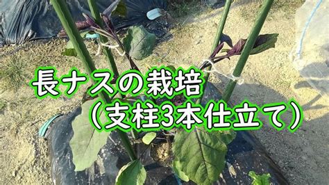 長ナスの栽培（支柱の立て方：3本仕立て）