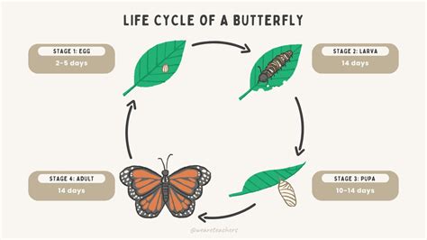 Butterfly Life Cycle (Free Google Slides and More)