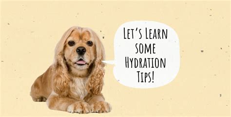 How To Keep Your Dog Hydrated Tips For Every Season