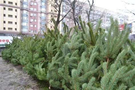 На пользу животным и городу: куда девать елку - Вікенд