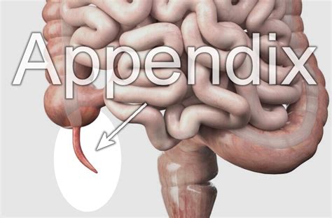 Anatomy Of Human Body Appendix