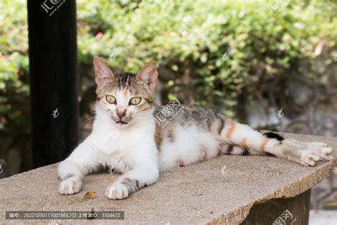 狸花猫宠物动物摄影摄影素材汇图网