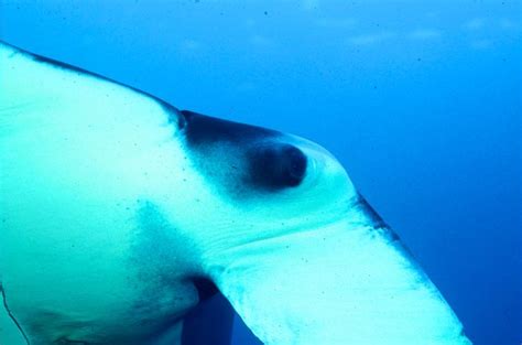 An Underwater View Of A Manta Ray Swimming In The Ocean With It S Back