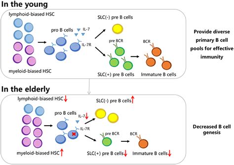 Frontiers B Cell Dysfunction Associated With Aging And Autoimmune