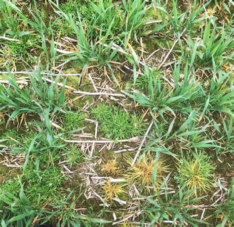 Submit Weed Seeds For Testing If You Suspect Herbicide Resistance Premium