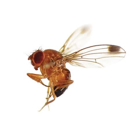 Drosophila Suzukii Spotted Wing Drosophila Russell Ipm