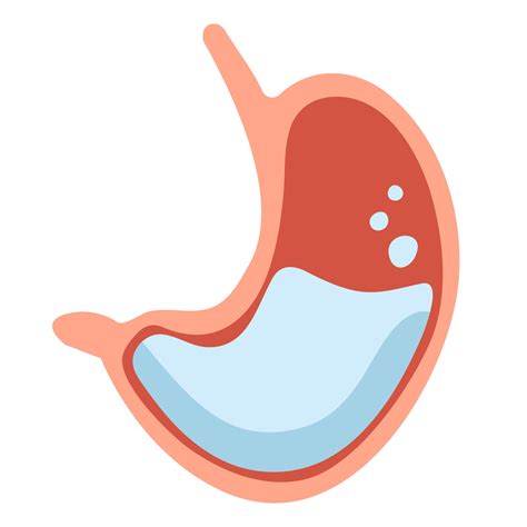 Human Stomach Cartoon Organ Vector Illustration Vector Art